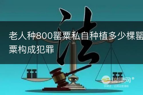 老人种800罂粟私自种植多少棵罂粟构成犯罪