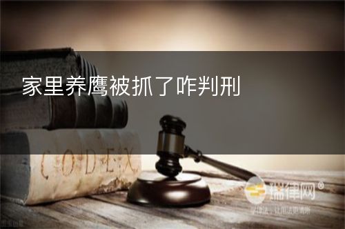 家里养鹰被抓了咋判刑