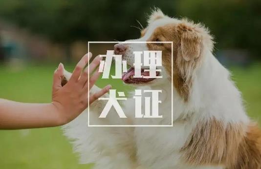 沈阳市养犬管理条例2022最新【全文】