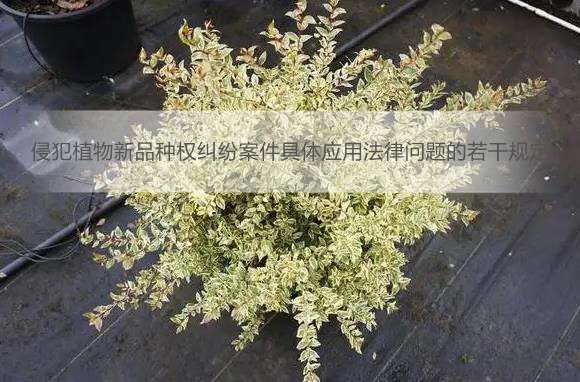 侵犯植物新品种权纠纷案件具体应用法律问题的若干规定