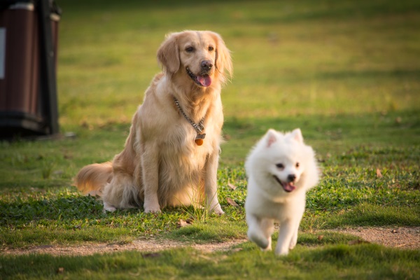 洛阳市养犬管理条例2023最新版