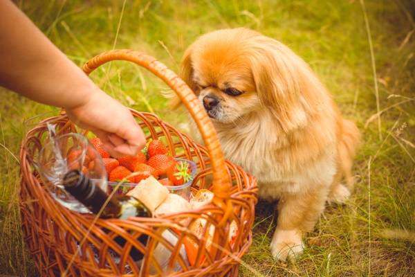 中卫市养犬管理条例