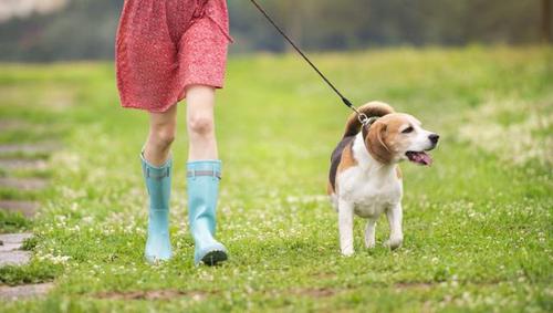 珠海经济特区养犬管理条例修正最新版【全文】