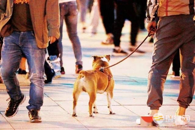  衢州市养犬管理条例