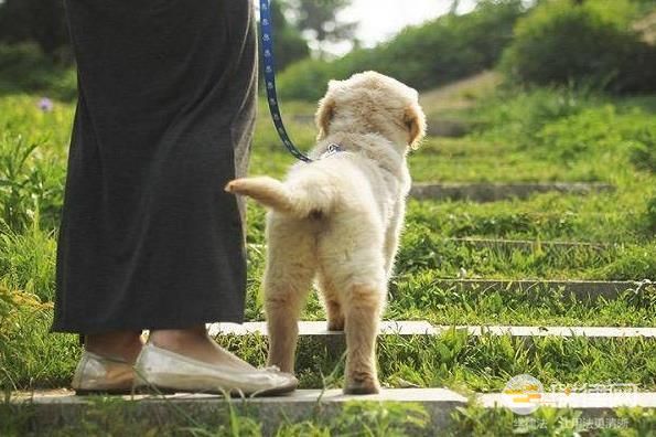 重庆市养犬管理条例