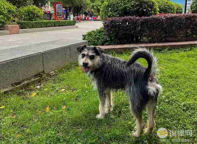 河池市城市养犬管理条例