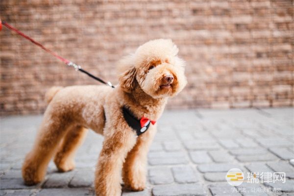 台州市养犬管理条例