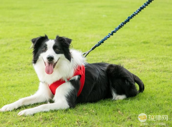 宜昌市城区养犬管理办法