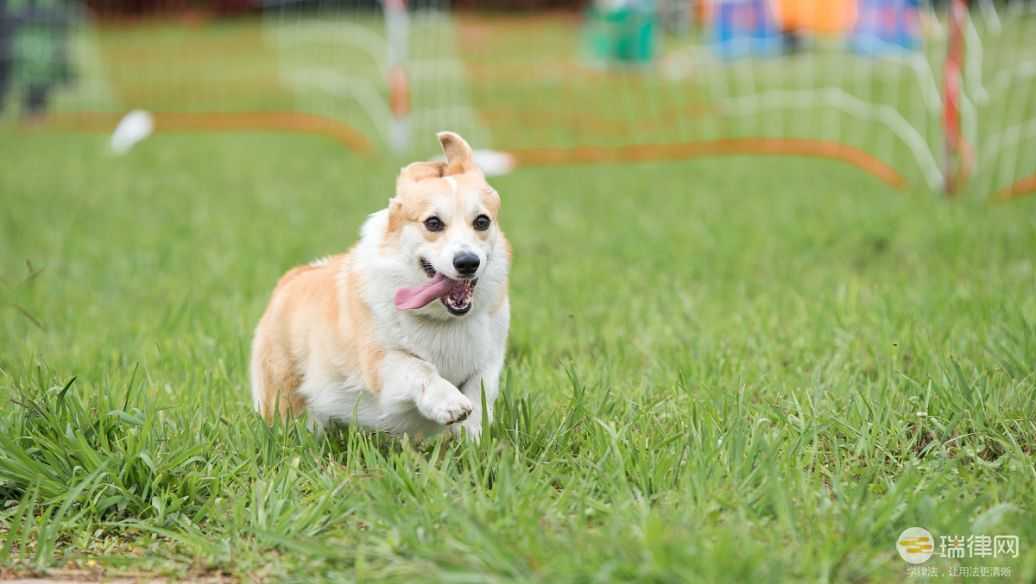 通化市养犬管理条例