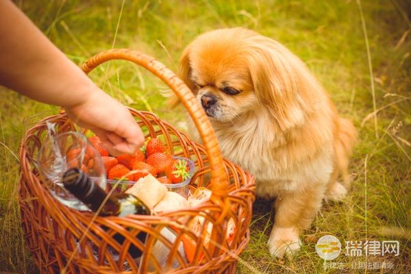 哈密市养犬管理条例