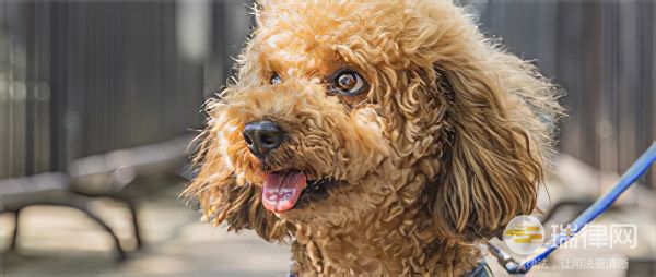 威海市养犬管理办法