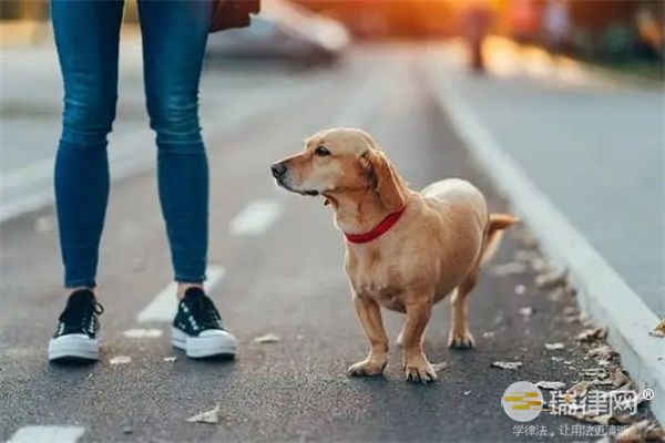 济宁市养犬管理条例2023最新版全文