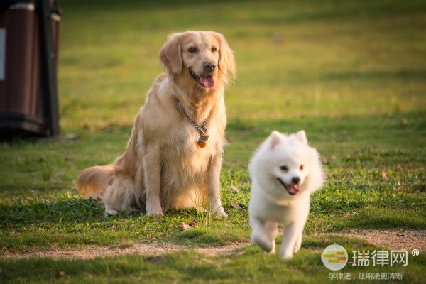 四平市养犬管理条例