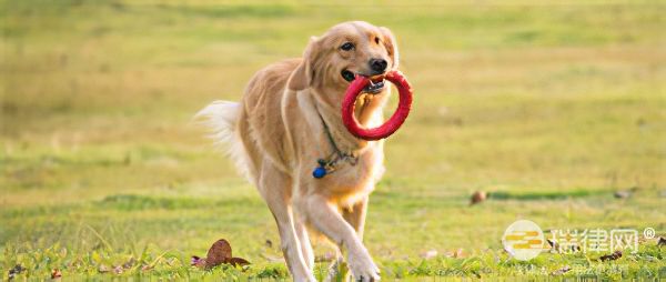 吉林市城区养犬管理办法