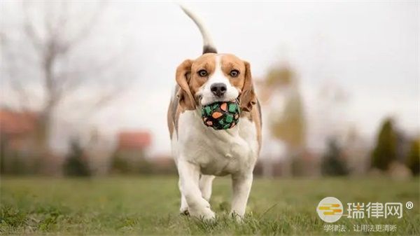 泰安市养犬管理条例