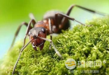 2024年湖北省林业有害生物防治条例最新【全文】