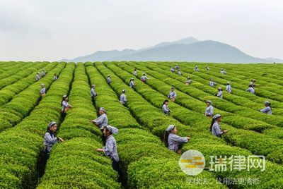 2024年恩施土家族苗族自治州实施《湖北省促进茶产业发展条例》办法最新版全文