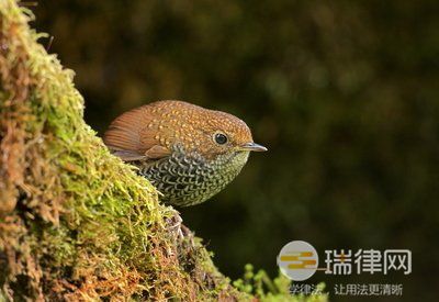 2024年德宏傣族景颇族自治州野生鸟类保护条例最新版全文