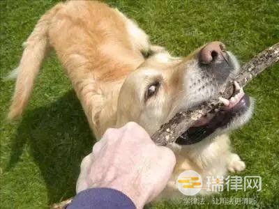 实际生活中要如何管理犬只，才能够避免承担民事赔偿责任 法律依据