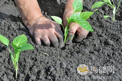 辣椒种植合同模版范本